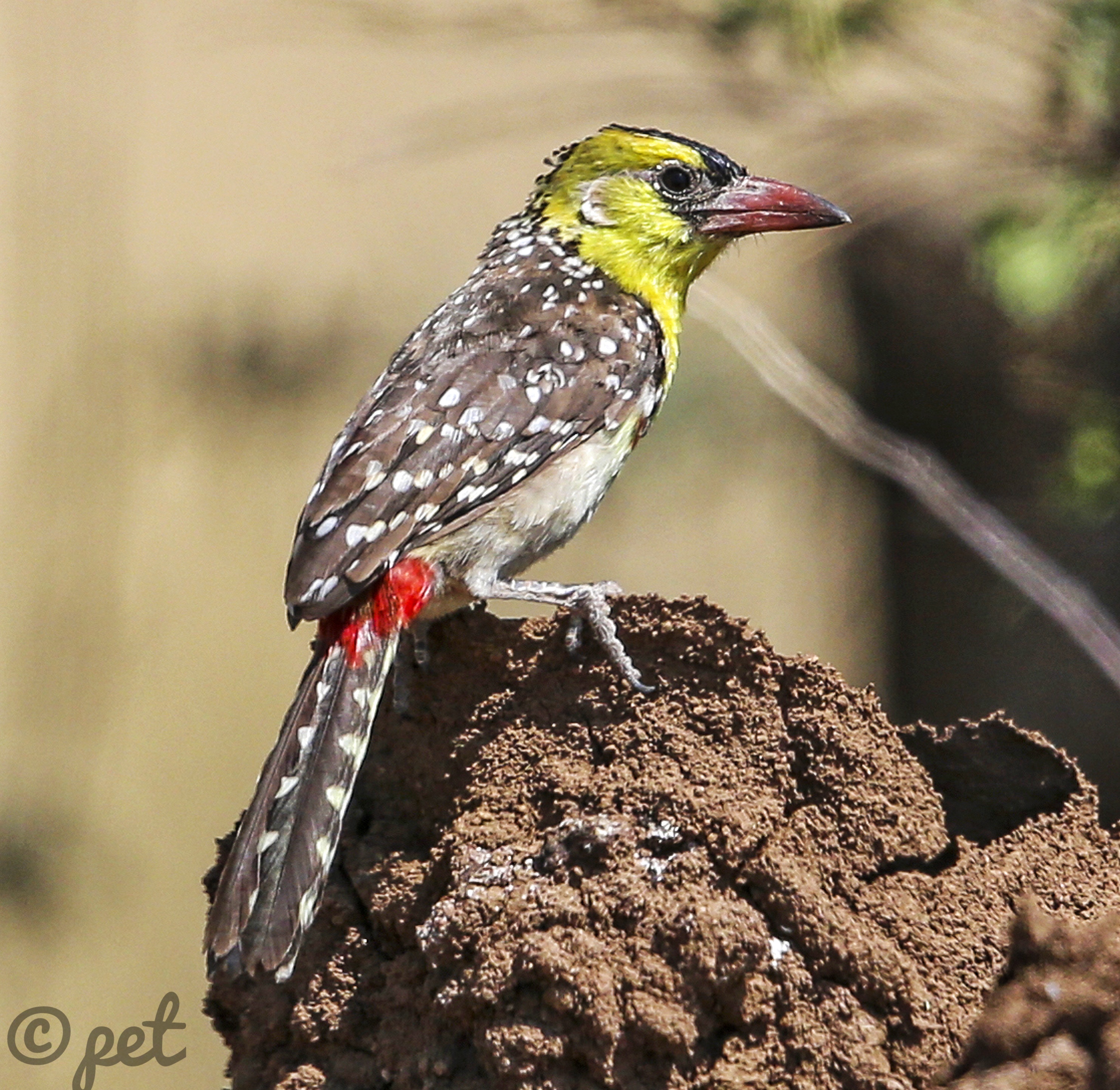 yellow breasted barbet-01